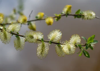 Bach Flower Essence: Willow