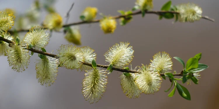 Bach Flower Essence: Willow