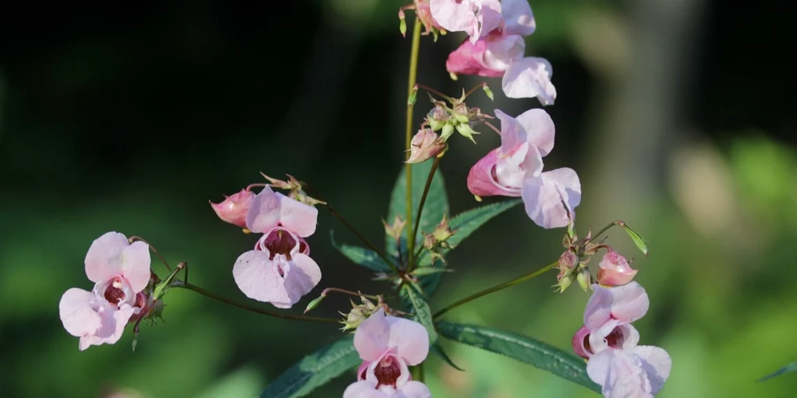 Bach Flower Essence: Impatiens