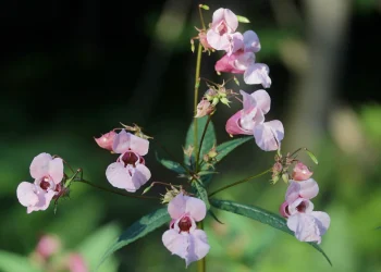 Bach Flower Essence: Impatiens