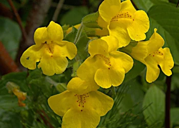 Bach Flower Essence: Mimulus