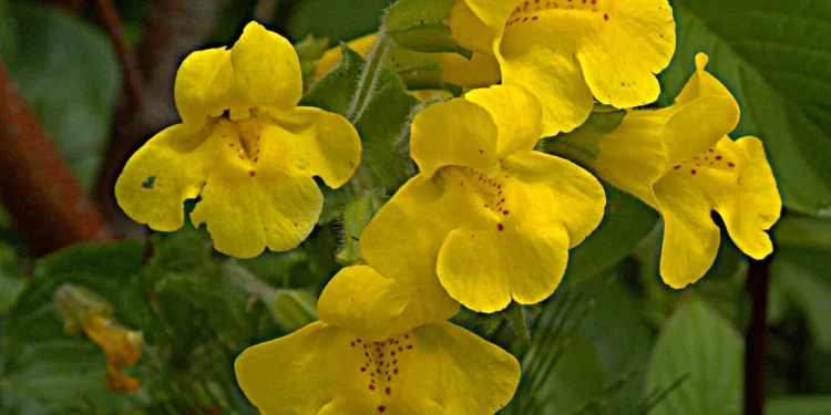 Bach Flower Essence: Mimulus