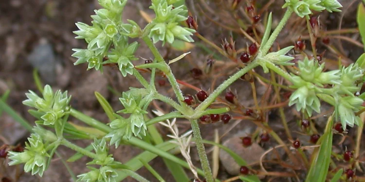 Bach Flower Essence: Scleranthus