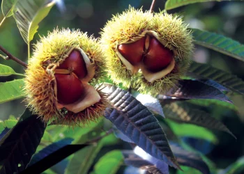 Bach Flower Essence: Sweet Chestnut