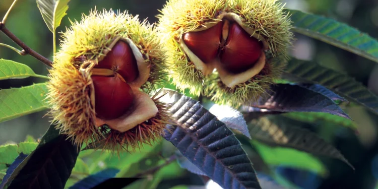 Bach Flower Essence: Sweet Chestnut