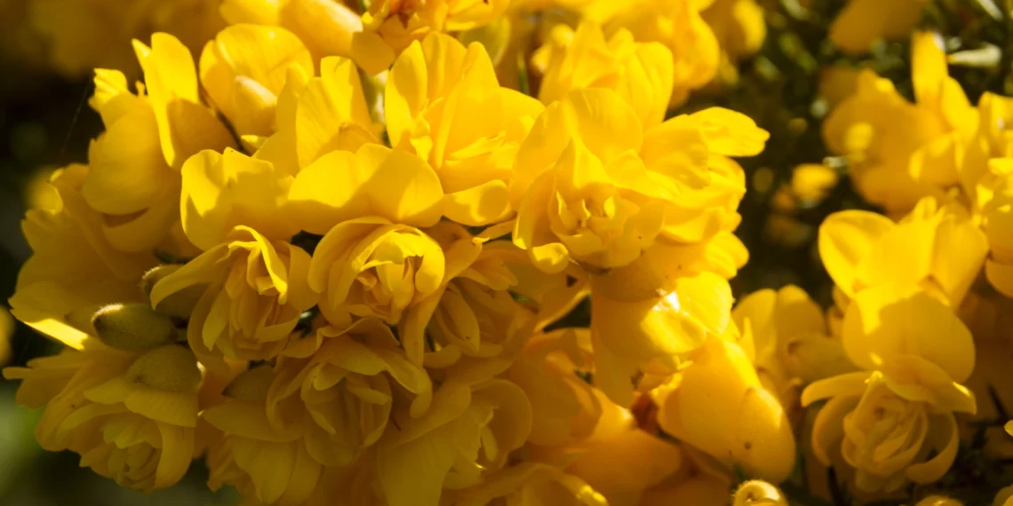 Bach Flower Essence: Gorse