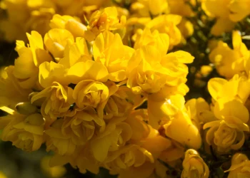 Bach Flower Essence: Gorse