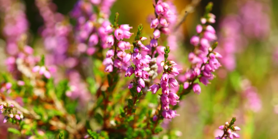 Bach Flower Essence: Heather