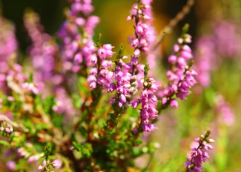 Bach Flower Essence: Heather