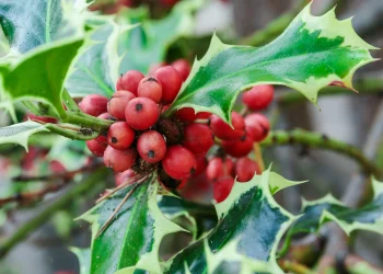 Healing with Holly: Transforming Anger and Jealousy into Compassion