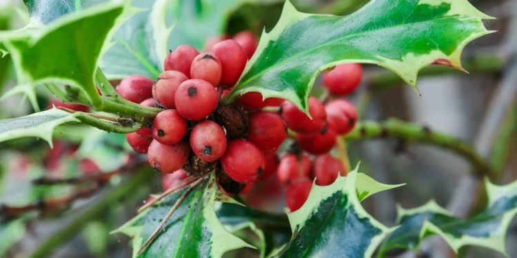 Healing with Holly: Transforming Anger and Jealousy into Compassion