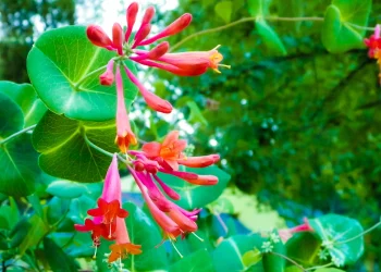 Letting Go with Honeysuckle: Embracing the Present Through Flower Essence Healing
