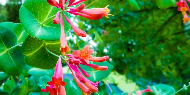 Letting Go with Honeysuckle: Embracing the Present Through Flower Essence Healing