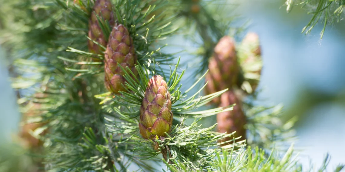 Bach Flower Essence: Larch