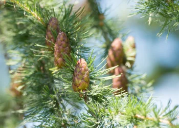 Bach Flower Essence: Larch