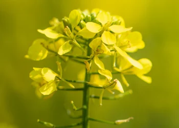 Bach Flower Essence: Mustard