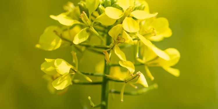 Bach Flower Essence: Mustard