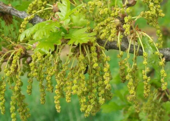 Bach Flower Essence: Oak