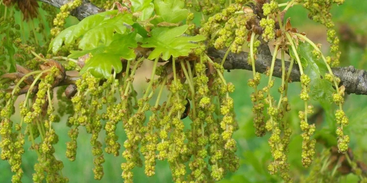 Bach Flower Essence: Oak