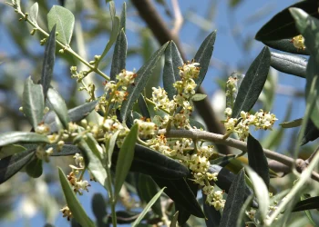 Bach Flower Essence: Olive