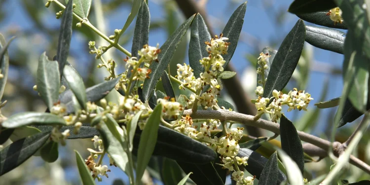 Bach Flower Essence: Olive