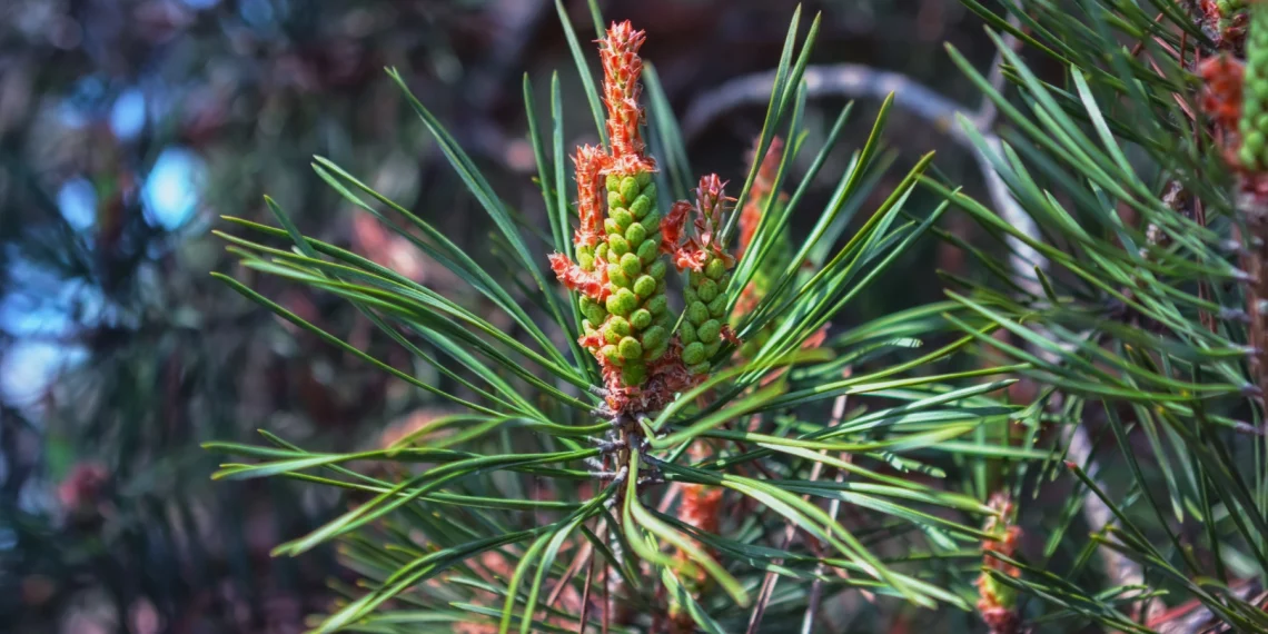 Bach Flower Essence: Pine