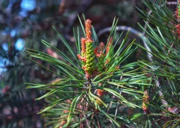 Bach Flower Essence: Pine