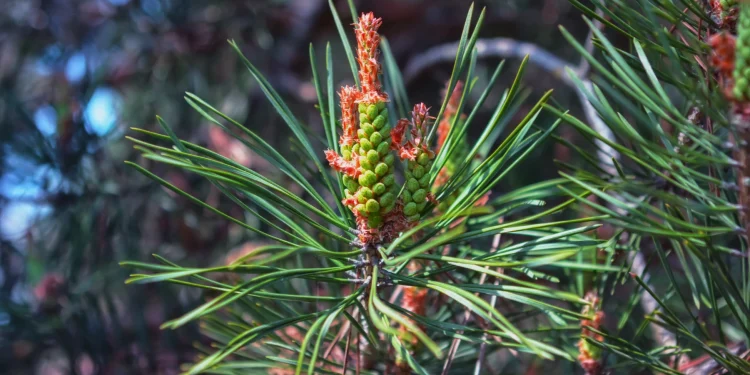 Bach Flower Essence: Pine