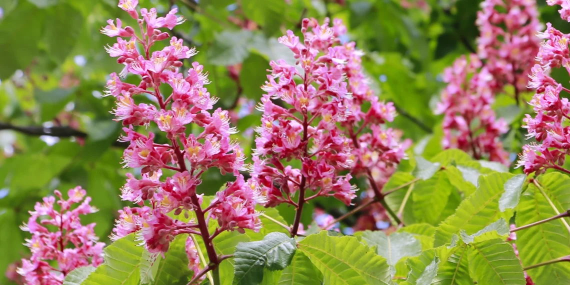 Bach Flower Essence: Red Chestnut