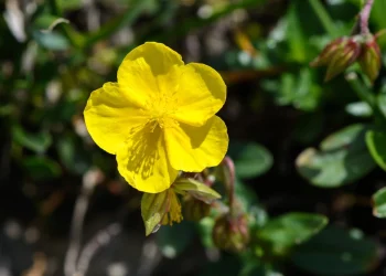 Bach Flower Essence: Rock Rose