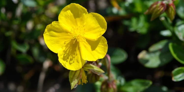 Bach Flower Essence: Rock Rose