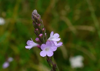 Bach Flower Essence: Vervain