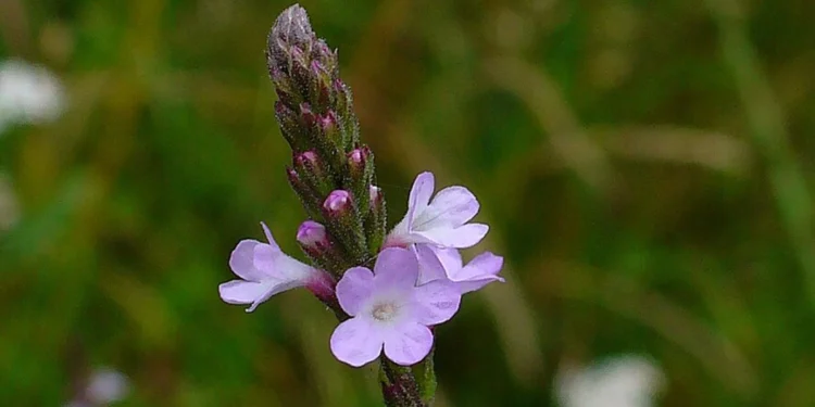 Bach Flower Essence: Vervain